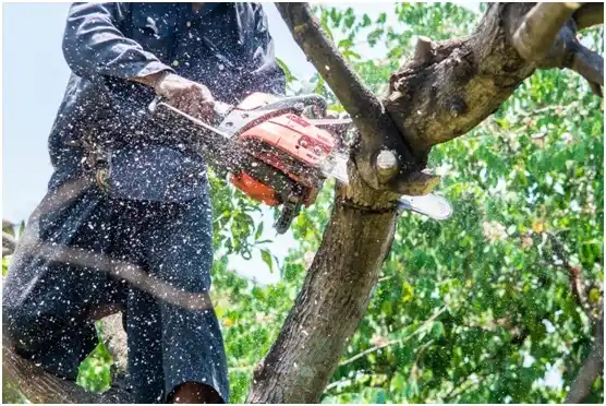 tree services Lasara